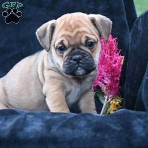Princess, Miniature Bulldog Puppy